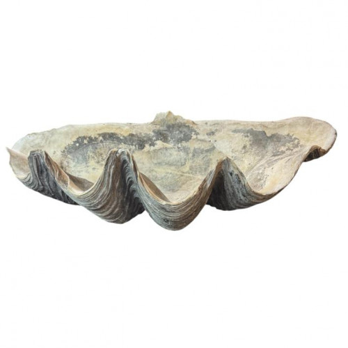 Giant clam