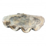 Giant clam