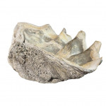 Giant clam