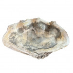 Giant clam