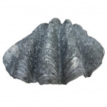 Giant clam