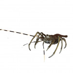 Large Meiji bronze lobster