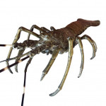 Large Meiji bronze lobster