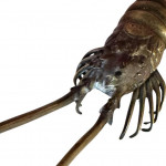 Pair of Meiji bronze crayfish