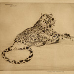 An etching of a jaguar by Warwick Reynolds (1880 - 1926)