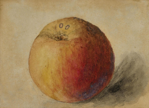 Study of the bottom of a Blenheim Orange apple