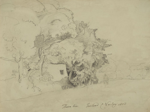 A Thorn tree, Ireland