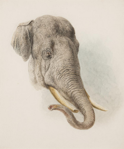 Study of the head of an Indian Elephant