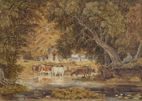Cattle watering in a Wooded Glade