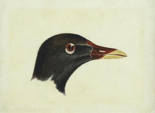 Study of the Head of a Moorhen