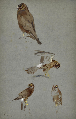 Studies of a Hen Harrier
