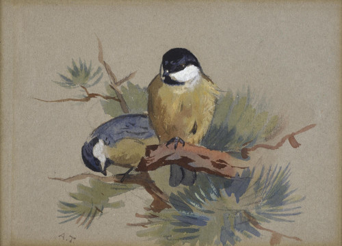 Coal Tits on a conifer branch