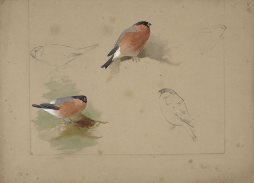 Studies of a Bullfinch