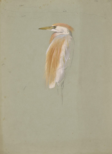 Study of a Cattle Egret