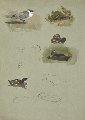 Studies of Eider Duck and a Tern