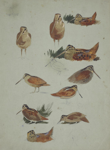 Studies of Woodcock