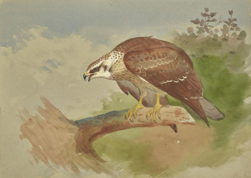 Study of a Buzzard
