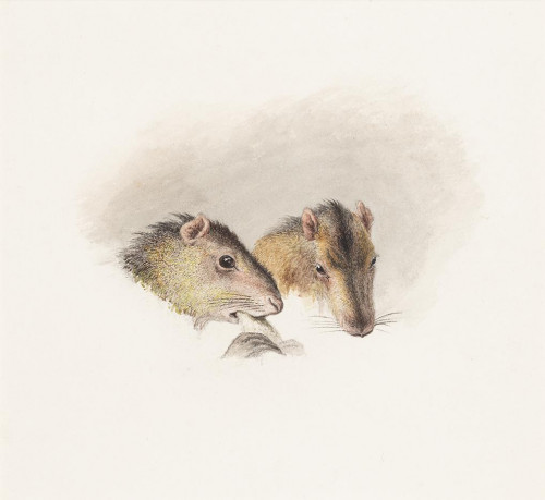 Studies of Heads of a pair of Rodents