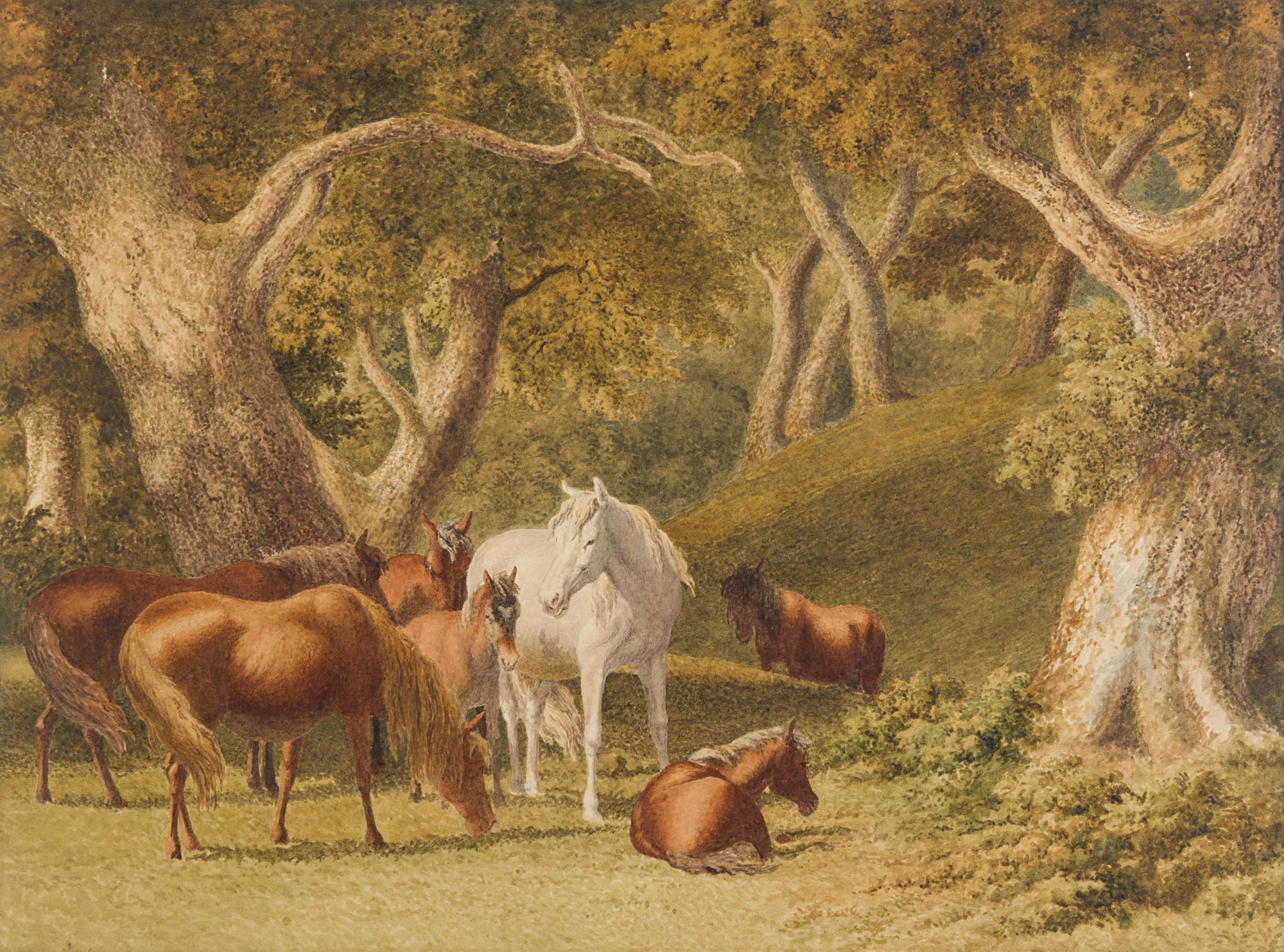 Robert Hills