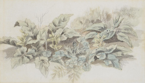 Study of Plants