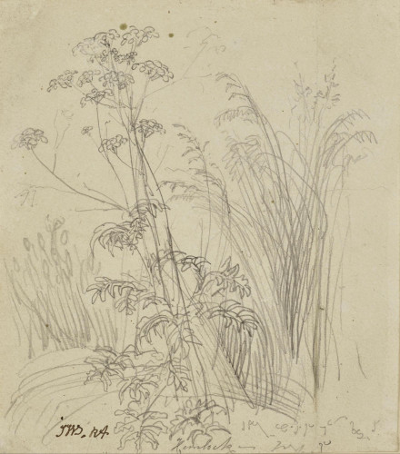 Study of Hemlock and other Plants
