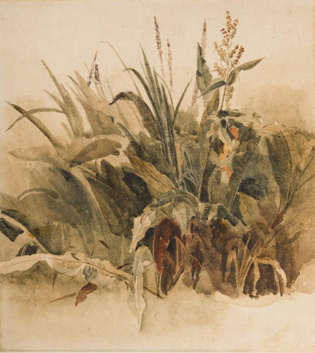 Study of Water weeds