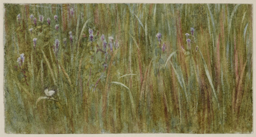 Study of Bluebells at Abinger, Autumn 1878
