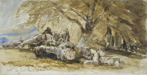Beech Trees, Inverary, 26th September 1849