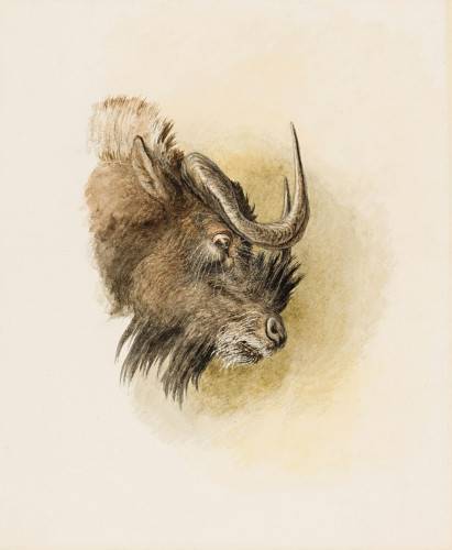 Study of the Head of a Buffalo