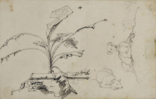 Studies of a Banana Plant and Dogs