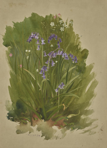 Studies of Bluebells, 25th May 1899