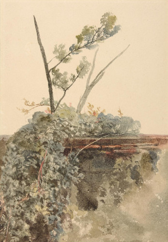 Study of Ivy on a Wall