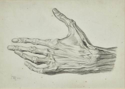 Study of a Left Hand