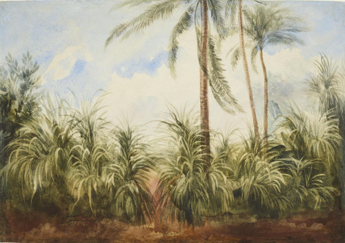 In Jungle Pine, Sri Lanka