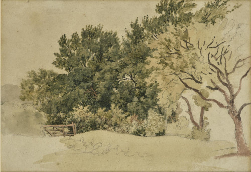 Study of Trees