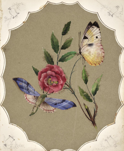 A Study of a Rose with Butterflies
