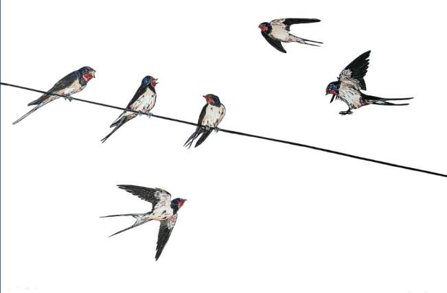 SARAH CEMMICK: Swallows