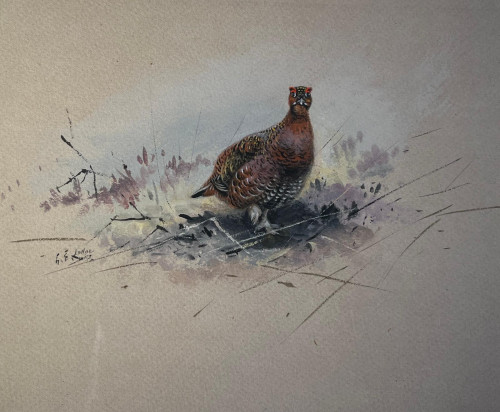 George Edward Lodge (British, 1860-1954).  Partridge