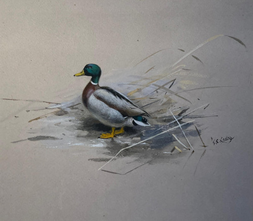 George Edward Lodge (British, 1860 - 1954).  Mallard Duck