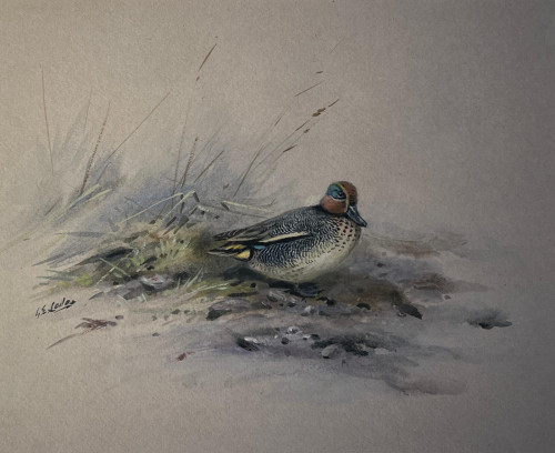 George Edward Lodge (British, 1860-1954).  Common Teal