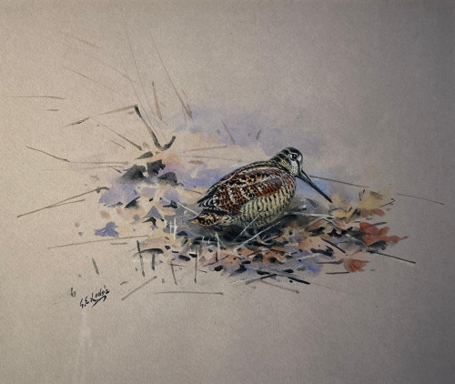 George Edward Lodge (British, 1860-1954).  Woodcock