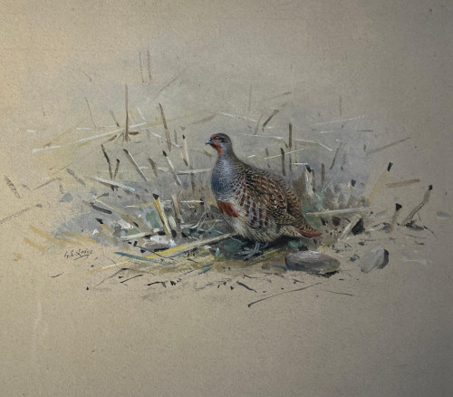 George Edward Lodge (British, 1860-1954).  Grey Partridge