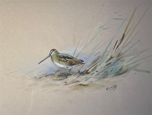 George Edward Lodge (British, 1860-1954).  Bar-Tailed Godwit