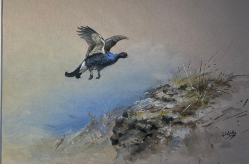 George Edward Lodge (British, 1860-1954).  Black Grouse in Flight