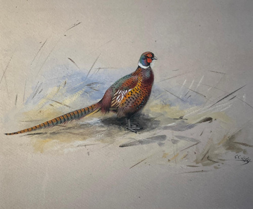 George Edward Lodge (British, 1860-1954). Pheasant