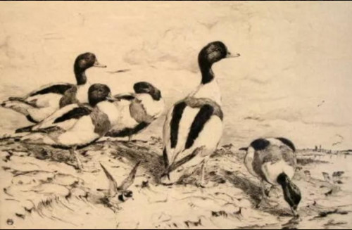 WINIFRED AUSTEN, RI, RE (1876-1964) Shelduck
