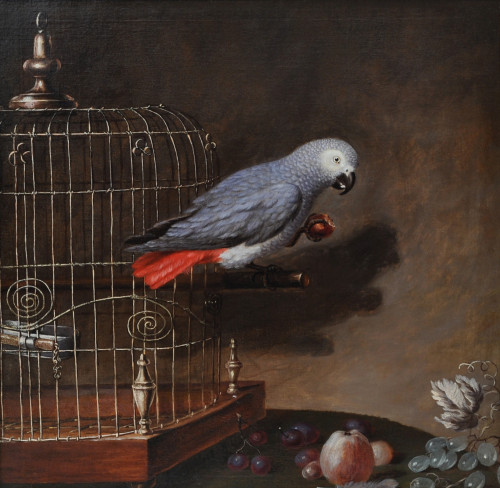 African Grey Parrot by a bird cage