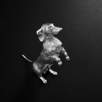 Silver model dachshund begging