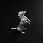 Silver model dachshund begging
