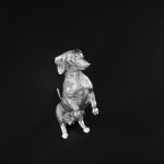 Silver model dachshund begging